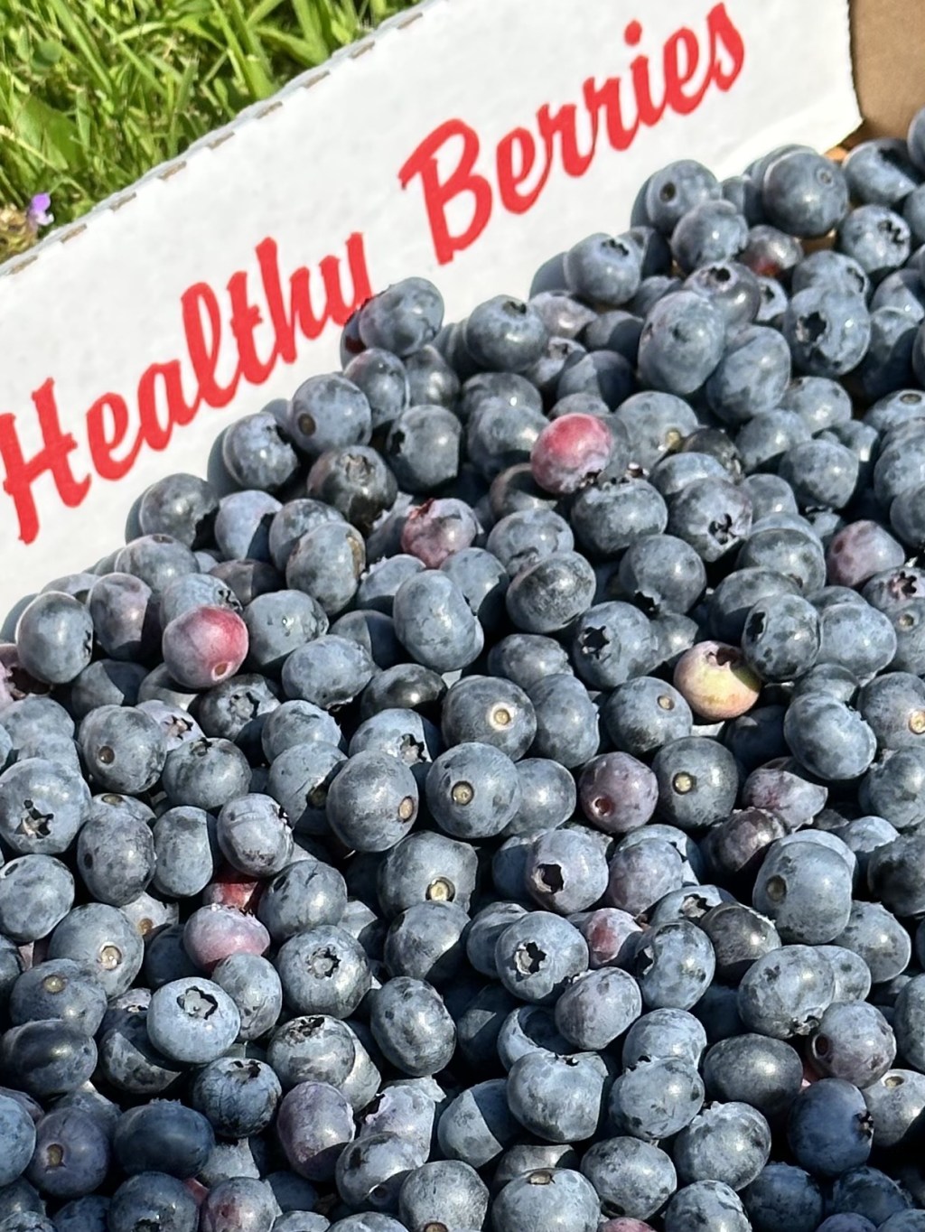 Blueberry Farm for Blueberry Picking&nbsp;Maine