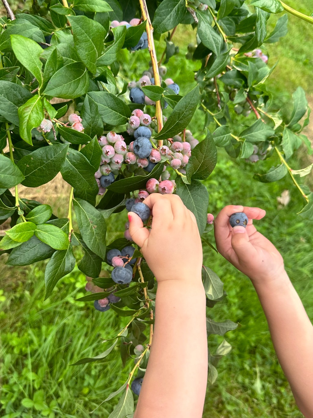 When is Blueberry Picking&nbsp;Season?