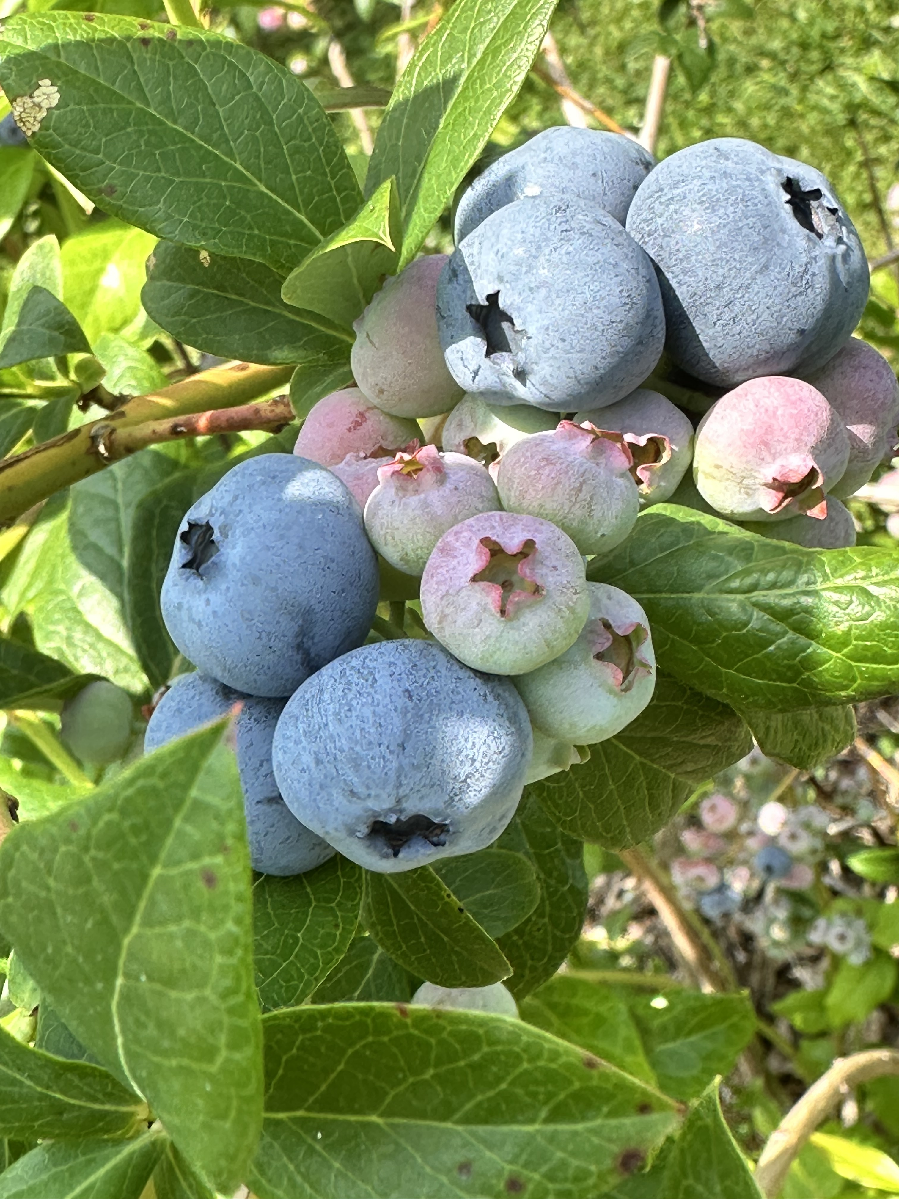 Photo of a blueberry bunch on a blueberry bush with some green blueberries and some blue blueberries. Blueberry picking maine.